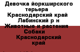 Девочка йоркширского терьера - Краснодарский край, Лабинский р-н Животные и растения » Собаки   . Краснодарский край